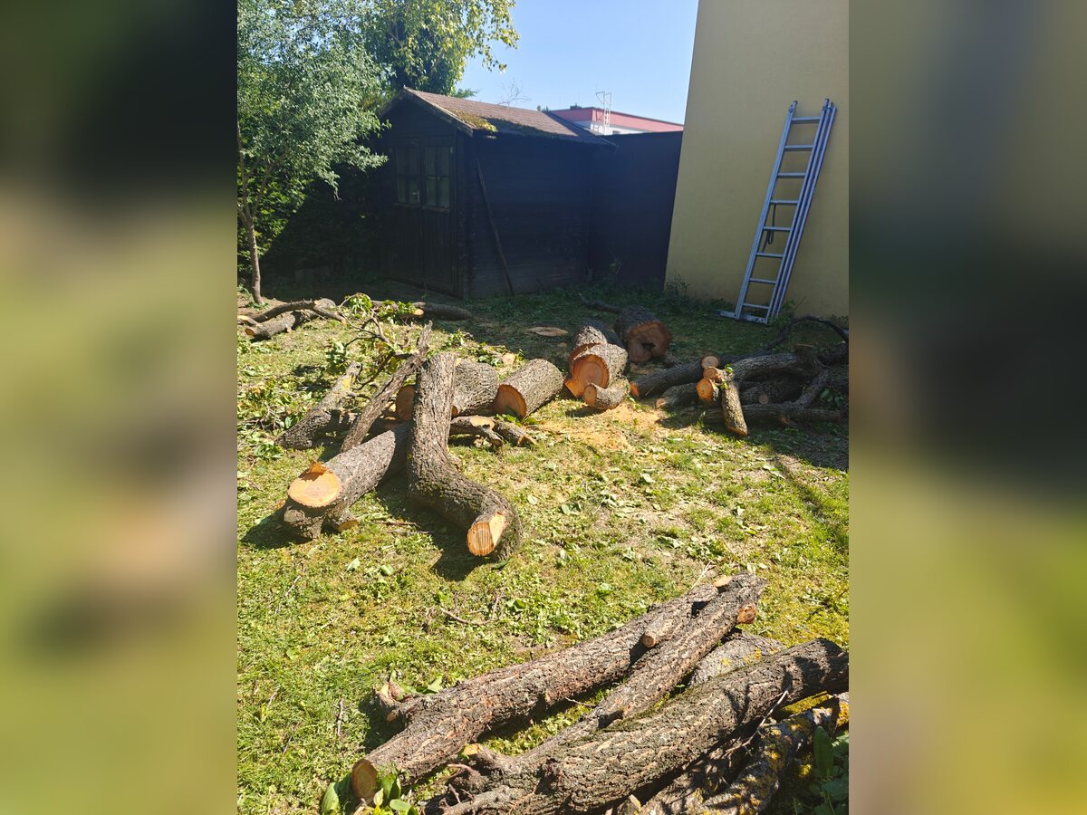 Deblo i grane isečeni na komade posle sečenja stabla