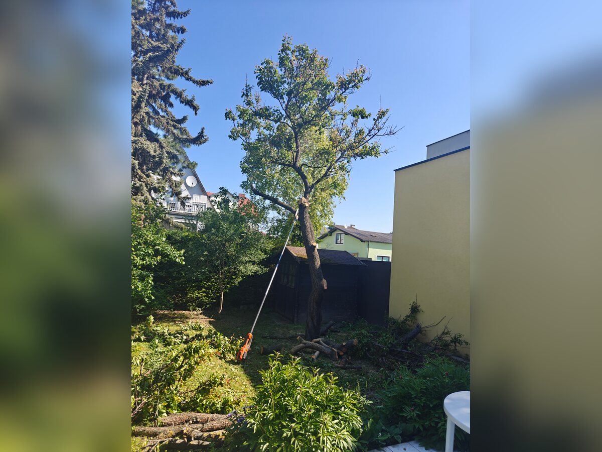 Kontrolisano sečenje stabla pored kuće i drvene šupe