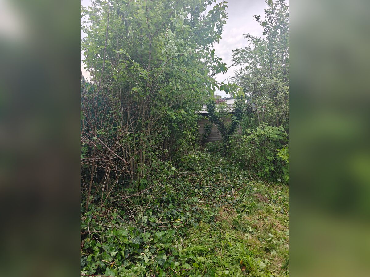 Gusto žbunje i samonikla stabla pre raščišćavanja dvorišta