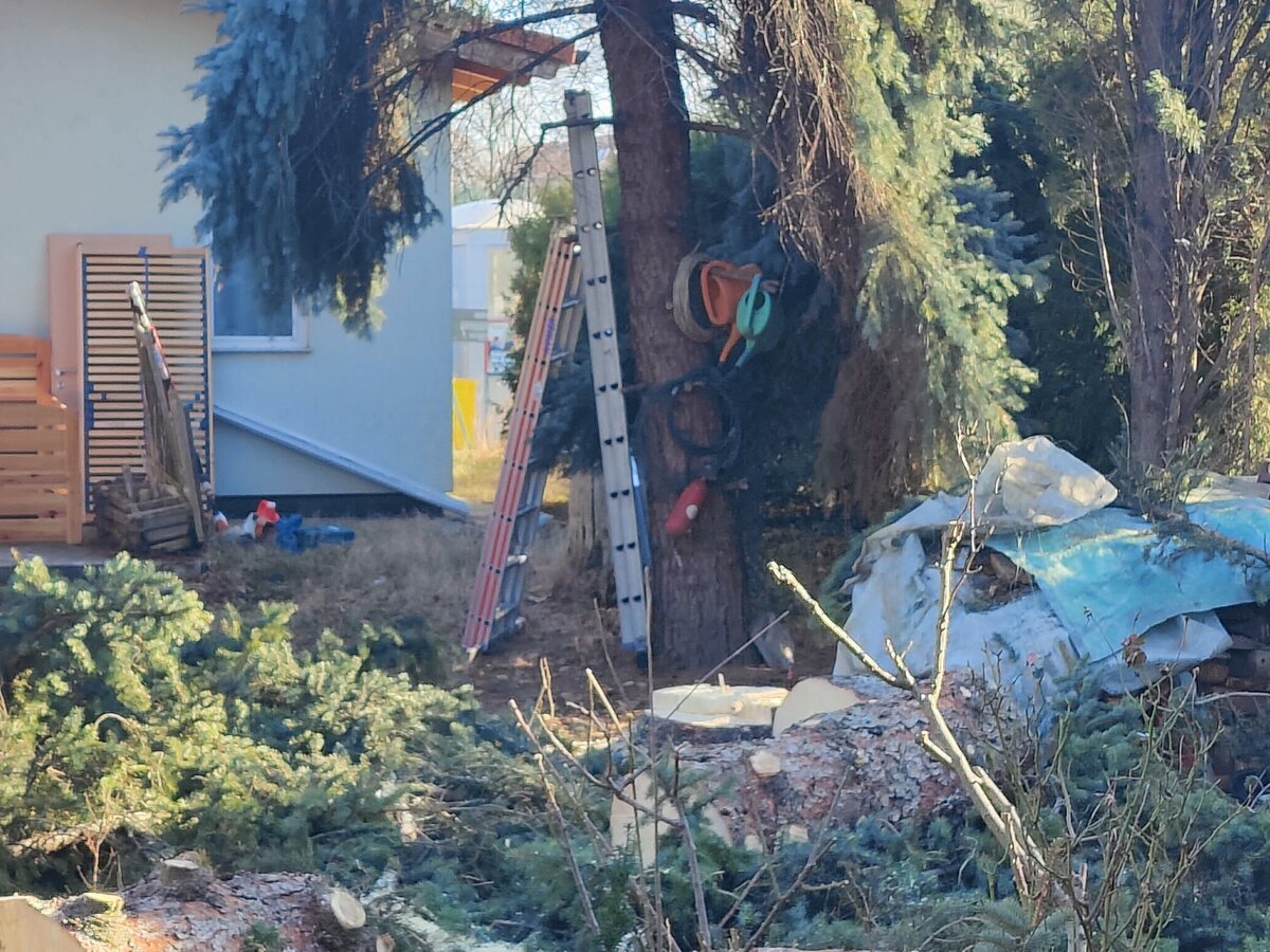 Sečenje tri stabla u dvorištu pre odvoza granja i frezovanja panjeva