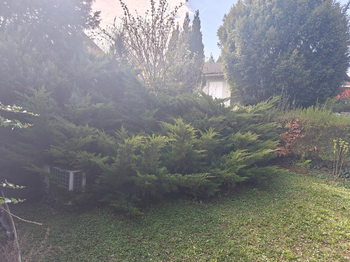 Zaraslo dvorište sa tri prerasla stabla pre uklanjanja