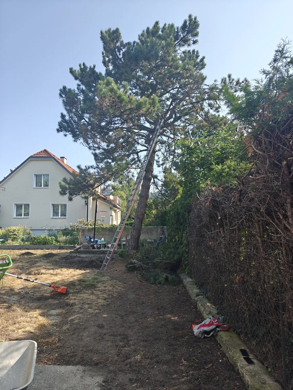Dvorište pre sečenja stabla i pripreme terena
