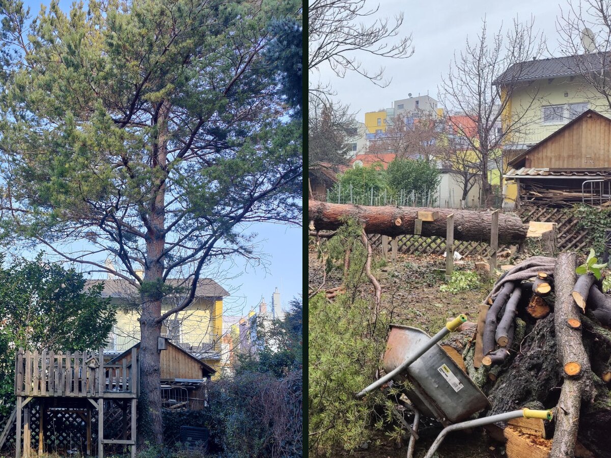 Visoki bor pre kontrolisanog rušenja
