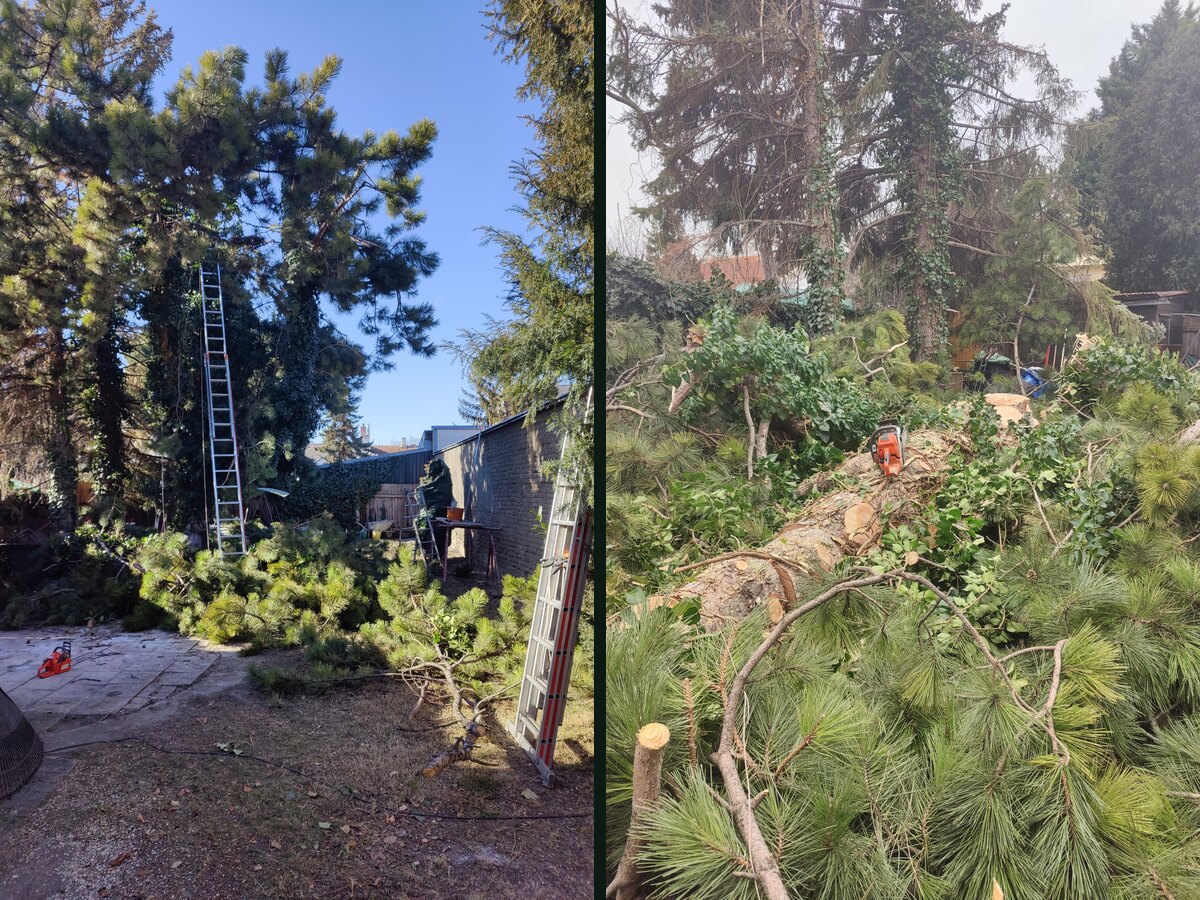 Sečenje velikih četinara u dvorištu