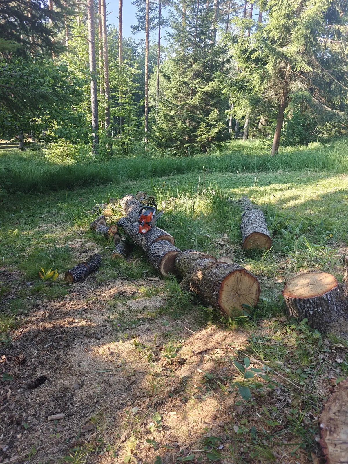 Posečena stabla i drvo tokom radova na čišćenju terena u Sopotu